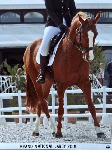 Selle français alezan