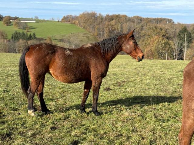 ✨ belle jument bai à vendre - 1 500e ✨