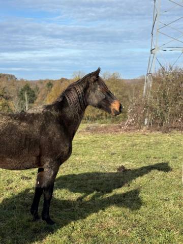 ✨ belle jument bai à vendre - 2000e  ✨