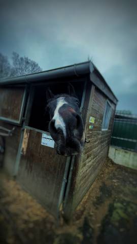 Palefrenier-soigneur – prestations équestres (auto-entr