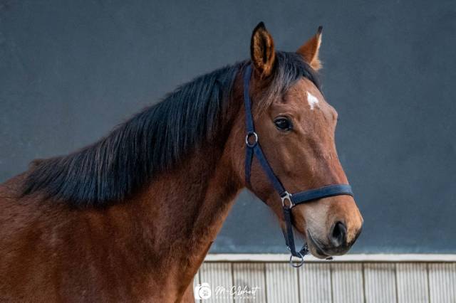 Hongre 3 ans  à vendre 