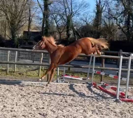 Hongre 4 ans à vendre