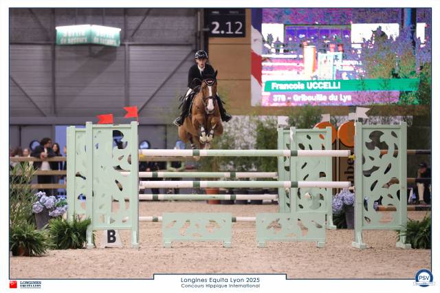 Hongre, selle français, 10 ans