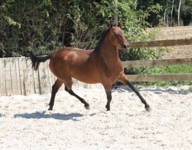 Texas pereira pouliche pur-sang lusitanien 