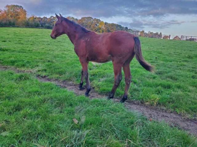 Vend jument niece d'uhlan du val (1 m€)