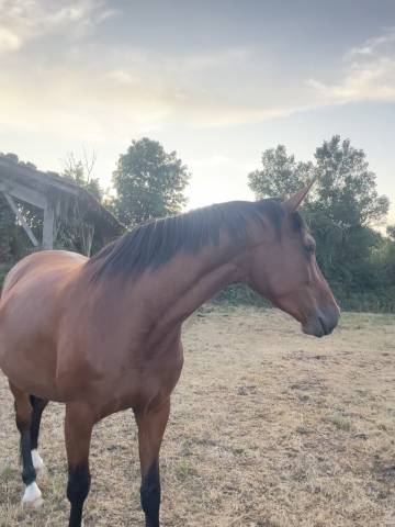 Poulinière 2021 x carambole 