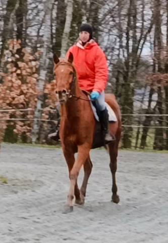 Cheval de loisir, rando+ activités compet si besoin