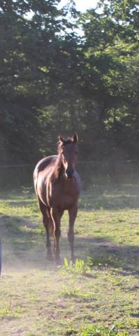 Belle et grande jument