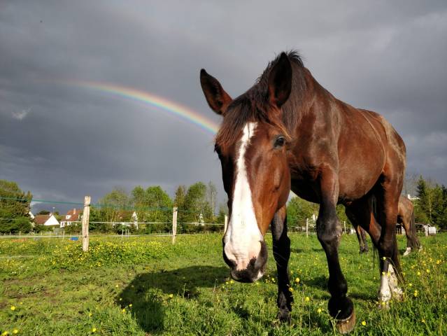 Dp adorable jument, foret accessible transports