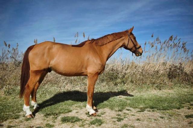 Ultra kalaska pierre