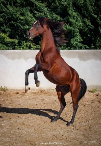 Entier maître d’école 