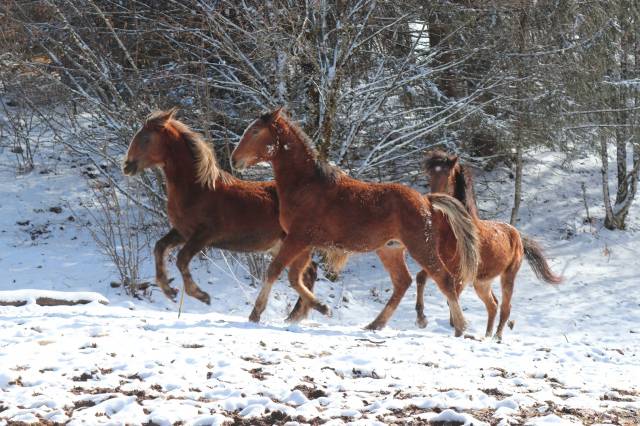 Barbe pp pashan houlm al açil - pontentiel sport et loi