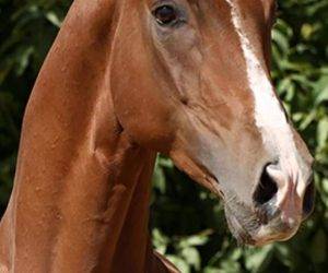 Magnifique cheval de sport élevé avec beaucoup de soin.