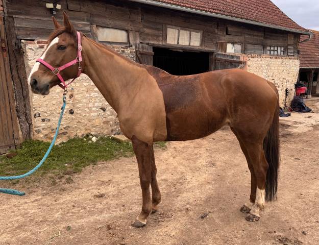 Jument selle français 9 ans