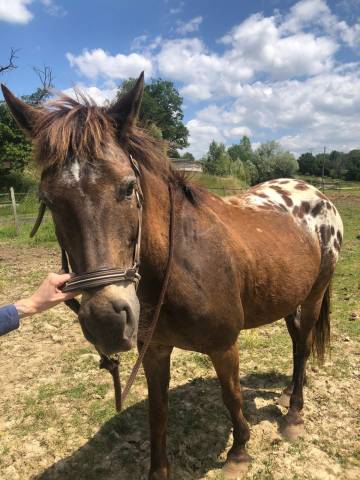 Hongre appaloosa polyvalent 15 ans, idéal loisir, balad