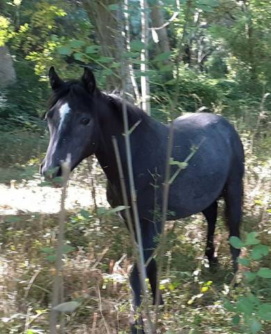 Pouliche pp connemara de 2 ans