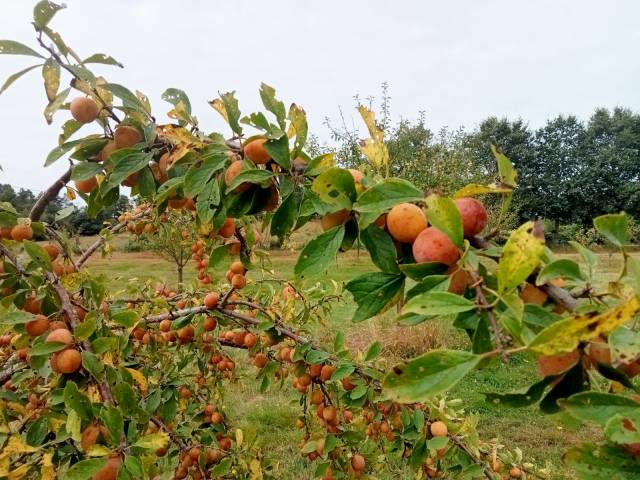 Propriété seul tenant 29ha déale pour élevage chevaux ,