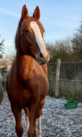 Mâle 2 ans zangersheide