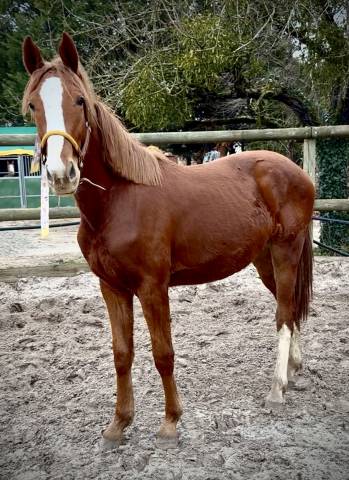 Mâle 2 ans zangersheide