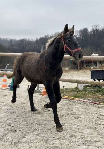 Poney connemara d 2 ans sport pleins papiers