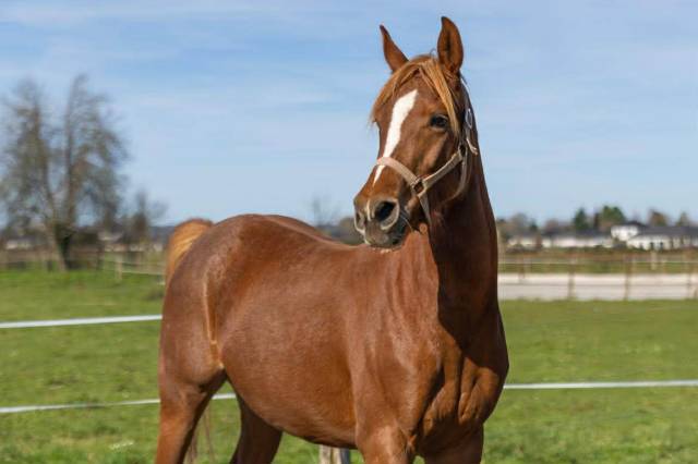 Jument pur sang arabe 