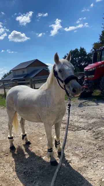 Cheval à confier (secteur 74/73/69/01/suisse) 