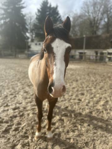 Look star des reages a vendre 