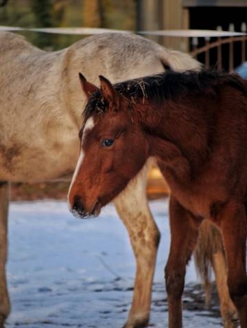 Poulain poney français de selle 