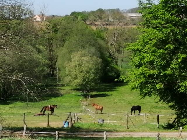 Pension dans une écurie collaborative en sarthe 