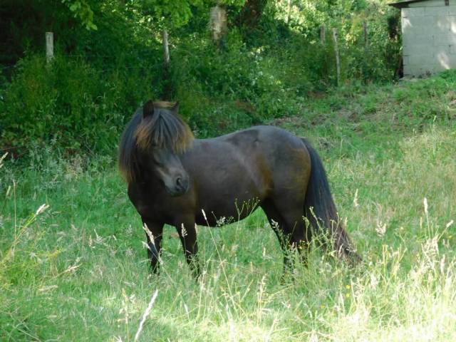 Poney shetland