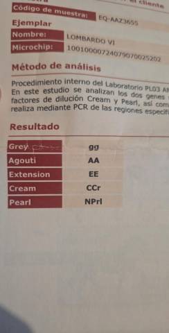 Vend entier pur race espagnol creme