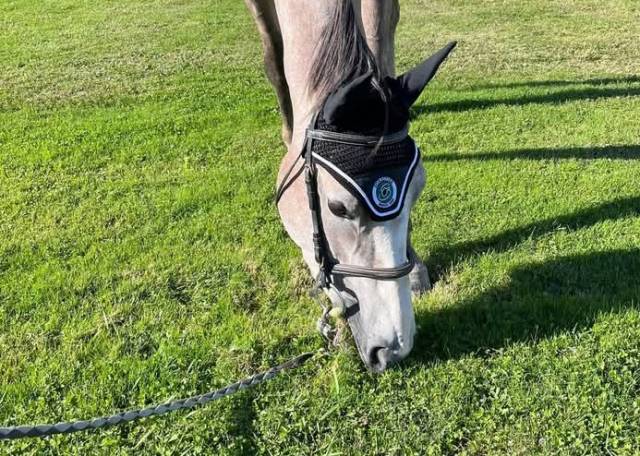 Jument selle francais 5ans