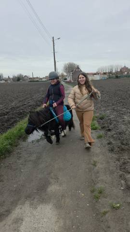 Shetland, débourré 