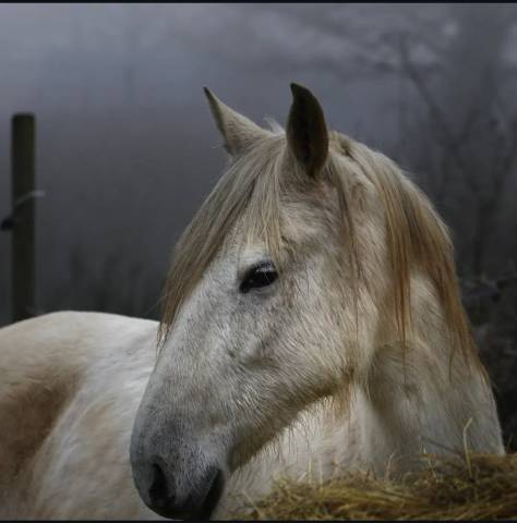 Jument onc espagnole 15 ans 