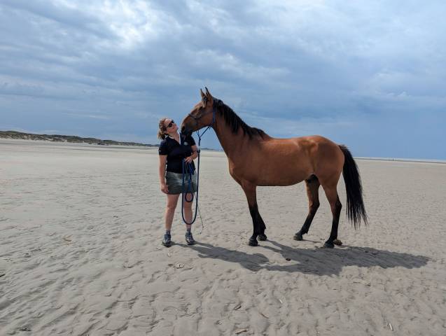 Hongre pour travail à pied ou médiation animale