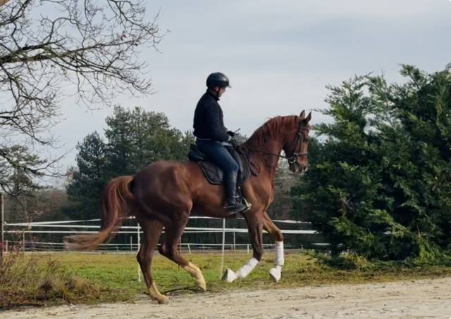 Hongre 7ans dressage