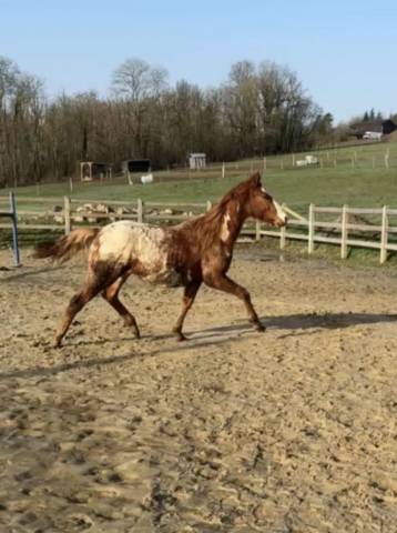 Chesnut appaloosa&overo-stallion 2024-baloubet du rouet