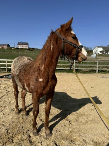 Chesnut appaloosa&overo-stallion 2024-baloubet du rouet