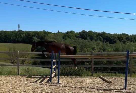 Magnifique kwpn cso/cce/dressage