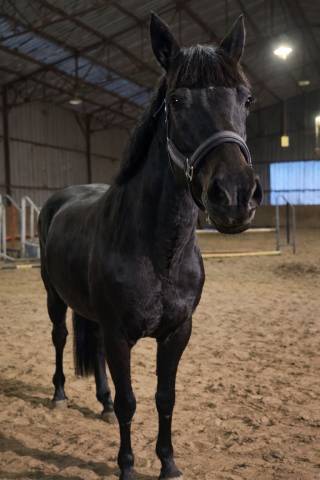 Super juments prête sur 135