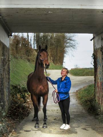 Jument 5 ans selle français 
