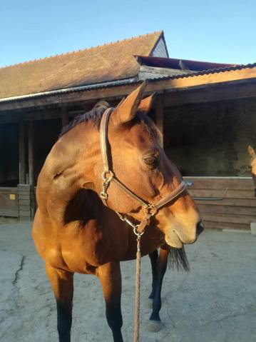 Vente jument aa de 2008