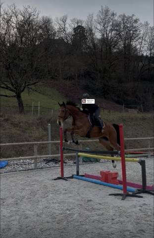 Cheval hongre zangersheide 