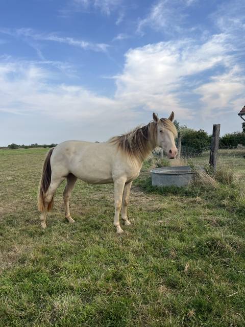 Jument champagne homozygote 