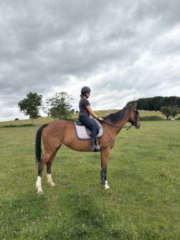 Jument pur sang de 14 ans 