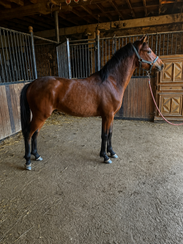 Poney yearling