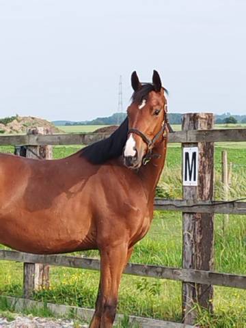Hongre - oldenbourg - 3 ans - dressage- france