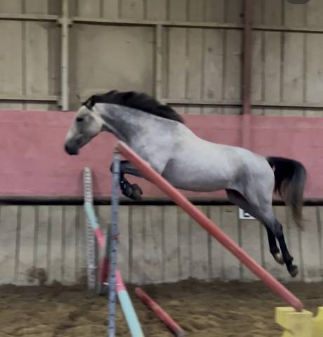 Poney hors cote - oriente cso