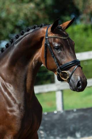 Jument - kwpn - 7 ans - dressage -  france