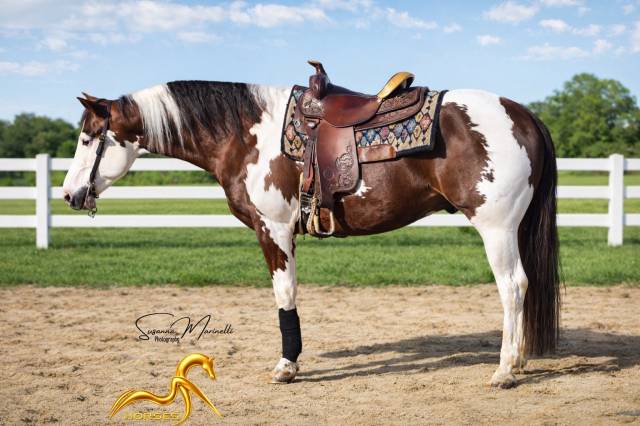 Etalon paint-horse bai tobiano